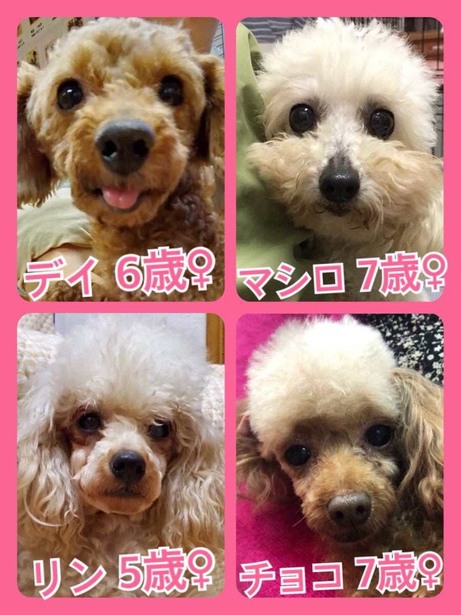 🐾今日の里親様募集中ワンコ🐶メンバーです🐾2020,2,29